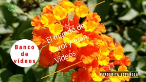 🟣 Banderita española 10 septiembre 2023
