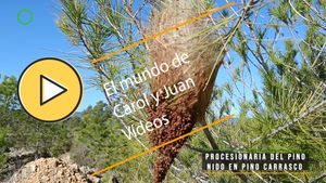 🟣Procesionaria del pino nido en Pino carrasco 15 mayo 2024
