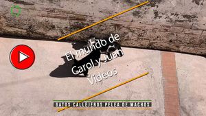 🔴Gatos callejeros pelea entre machos 