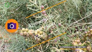 ⚫Esparraguera frutos 13 julio 2024
