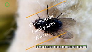 🔴 Mosca de la carne Sarcophaga carnaria