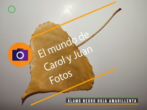 ⚫Álamo negro hoja amarillenta 18 agosto 2024
