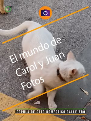 ⚫ Cópula de gato doméstico callejero 15 mayo 2024