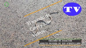 🔵Culebra de escalera adulto salvado de ser atropellado 27-01-2025