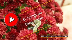 🔴Oruga verde en crisantemo 04-11-2024