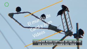 ⚫ Estornino negro cantando en una antena de Gestalgar Serranía del Turia 18 marzo 2024