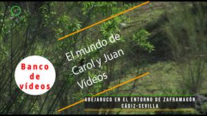 🟣Abejaruco en el entorno de Zaframagón Cádiz-Sevilla 4 noviembre 2019
