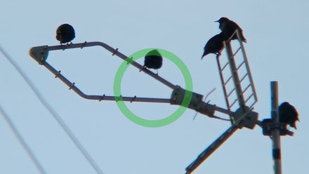 ⚫ Estornino negro cantando en una antena de Gestalgar Serranía del Turia 18 marzo 2024