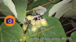 ⚫ Paulownia tomentosa cápsulas inmaduras 09 junio 2024