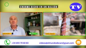🔵Enorme bicho en un balcón 26082025