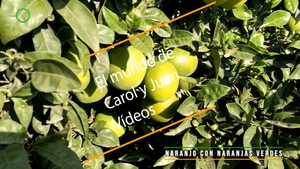 🔴 Naranjo con naranjas verdes 15 octubre 2023