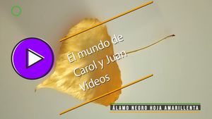 🟣Álamo negro hoja amarillenta 18 agosto 2024