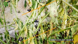 🔴 Tomatillos del diablo 2, 30 octubre 2021