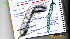 🔴 Cardador. Cópula 3 octubre 2021