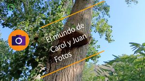 ⚫Hongos gigantes en Gestalgar 4 agosto 2024