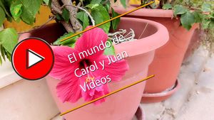 🔴Maceta con flor roja muy llamativa 27-09-2024