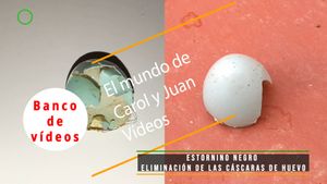 🟣Estornino negro eliminación de las cáscaras de huevo 28 abril 2024
