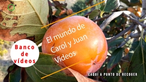 🟣 Caqui a punto de recoger 15 octubre 2023