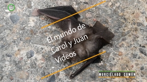 🟣 Murciélago común muerto en Valencia