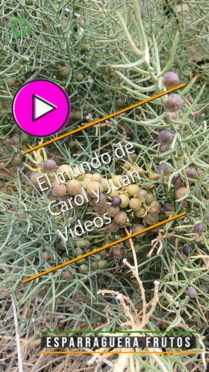 📱Esparraguera frutos 13 julio 2024