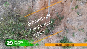 🔴 Higuera en Valencia 29may22