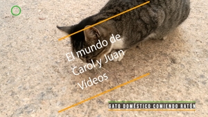 🔴 Gato doméstico callejero comiendo ratón 30 noviembre 2023