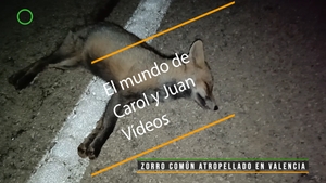🔴 Zorro común atropellado en Valencia 24 enero 2024