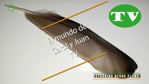 🔵Estornino negro pluma 16 junio 2024