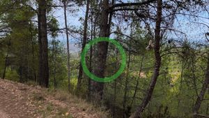 🔴Cráneo de Cabra montés clavado en un pino 05092026