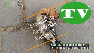 🔵 Abubilla encontrada muerta en Gestalgar Valencia España 10 mayo 2024