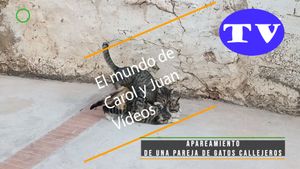 🔵Apareamiento de una pareja de gatos callejeros 02-02-2025
