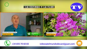 🔵La esfinge y la flor 12082025