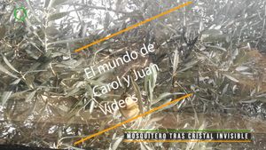 🔴 Mosquitero tras cristal invisible 1 enero 2024