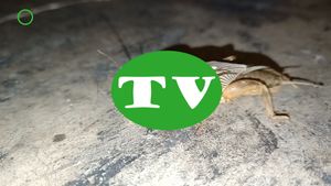 🔵 Grillotopo raro y feo SÍ pero, dañino y tóxico NO 7 abril 2024 AVI Y MP4