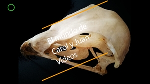 🔴 Aves. Observando un cráneo de ave rapaz 26abr22