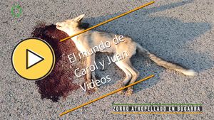 🟣Zorro atropellado en Bugarra 3 agosto 2024