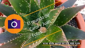 ⚫ Aloe vera antes de ser una flor 8 mayo 2024