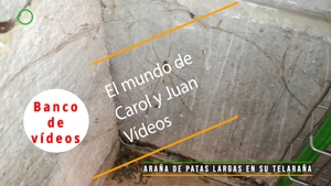 🟣 Araña de patas largas en su telaraña 2 octubre 2023
