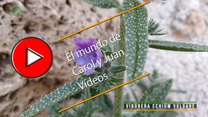 🔴Viborera Echium vulgare 16-01-2025