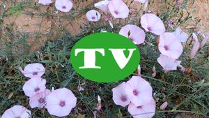 🔵 Correhuela o convolvolus en una calle de Gestalgar 13 mayo 2024