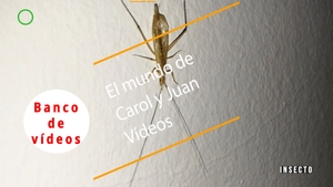 🟣 Insecto 13 octubre 2023
