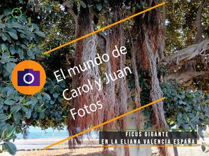 ⚫Ficus gigante en La Eliana Valencia España 29 junio 2024. Lianas