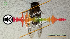 🔉Cigarra cantos 06072025