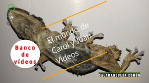 🟣 Salamanquesa común petrificada 8 septiembre 2023