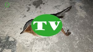 🔵Curruca carrasqueña encontrada muerta sobre suelo hormigón 6 abril 2024 Formato AVI