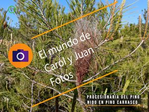 ⚫ Procesionaria del pino nido en Pino carrasco 15 mayo 2024