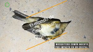 🔴 Mosquitero común muerto por impacto en un cristal de oficina 09 febrero 2024