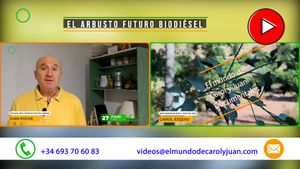 🔴El arbusto futuro biodiésel 27072025