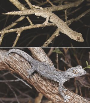 🟢 Nueva especie descubierta en Australia 6 junio 2023