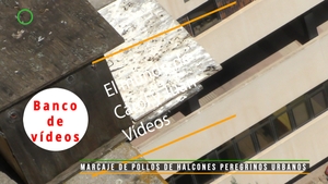 🟣 Nido de Halcón peregrino en el Hospital Gómez Ulla de Madrid